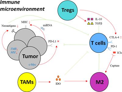 Overcoming resistance to PD-1/PD-L1 inhibitors in esophageal cancer